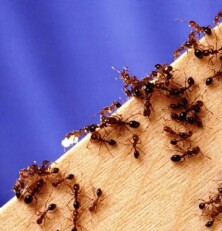 Борьба с домашними муравьями – выбор дезинсектора